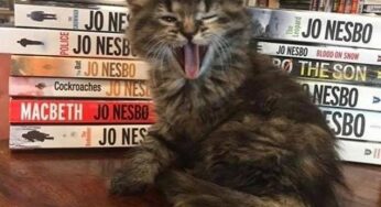 This Canadian Bookstore Is Also a Cat Shelter You Can Adopt a Kitten from!