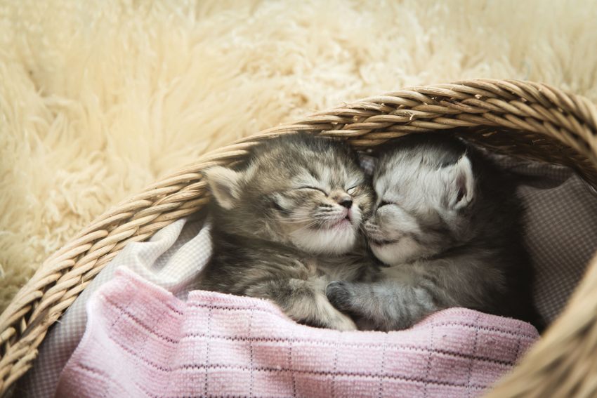 Watching Cute Cats and Dogs