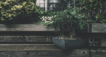 Types of Evergreen Shrubs That Stay Vibrant All Year Long